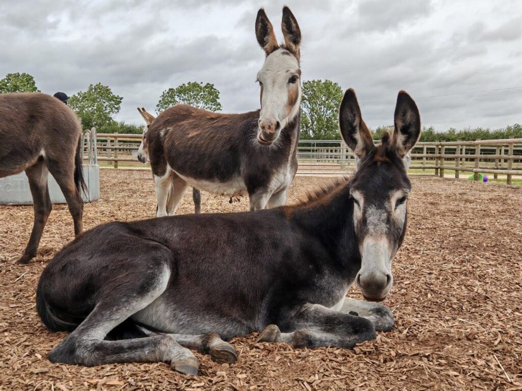 a donkey lying down on a wood chip pad with a smaller donkey stood behind