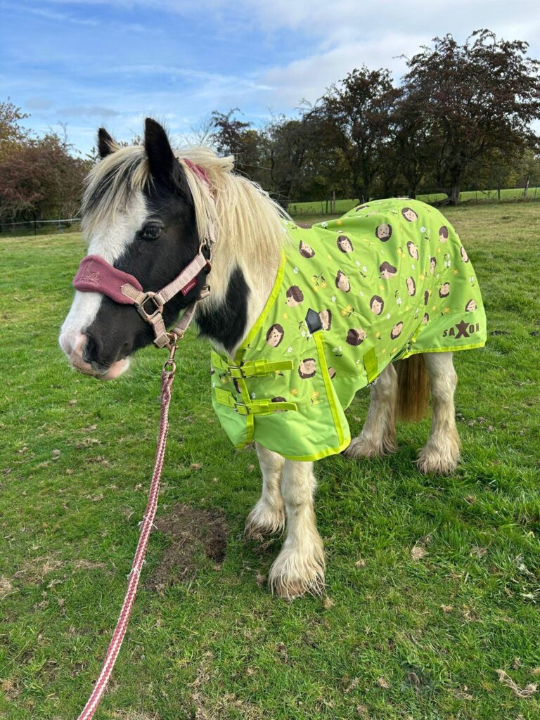 Black and white cob wearing a pink headcollar and a green rug