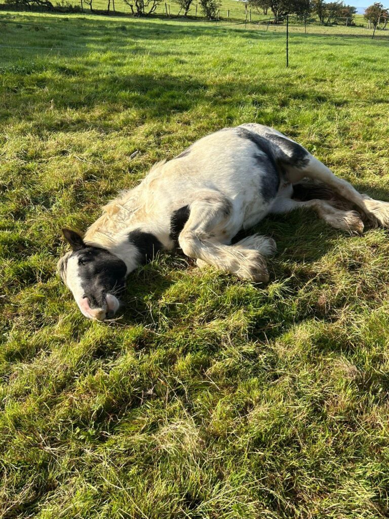 Black and white cob lying down in a field having a snooze