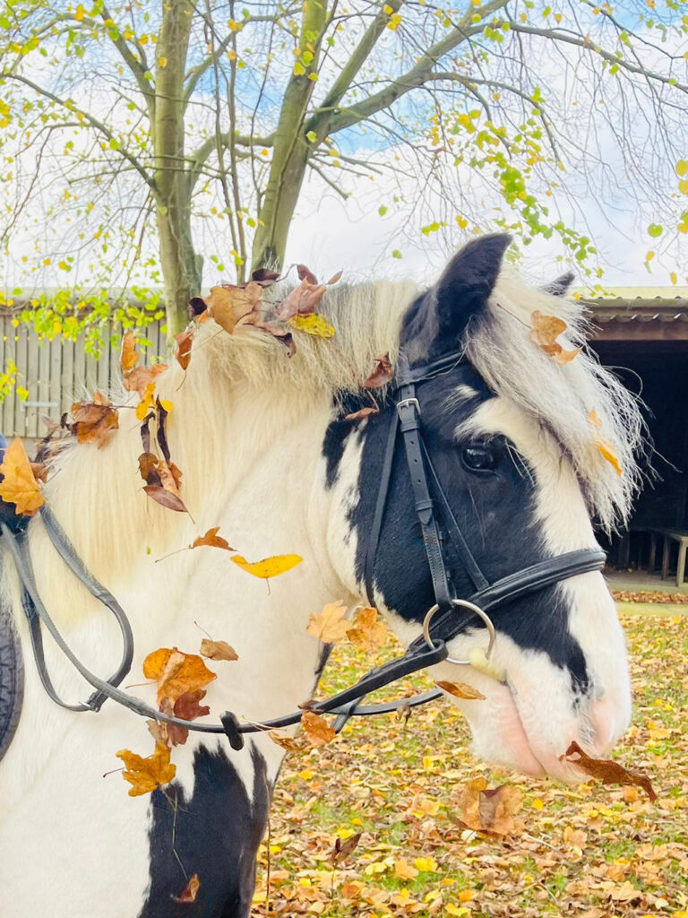 headshot of a black and white cob wearing a bridle and decorated in autumnal leaves