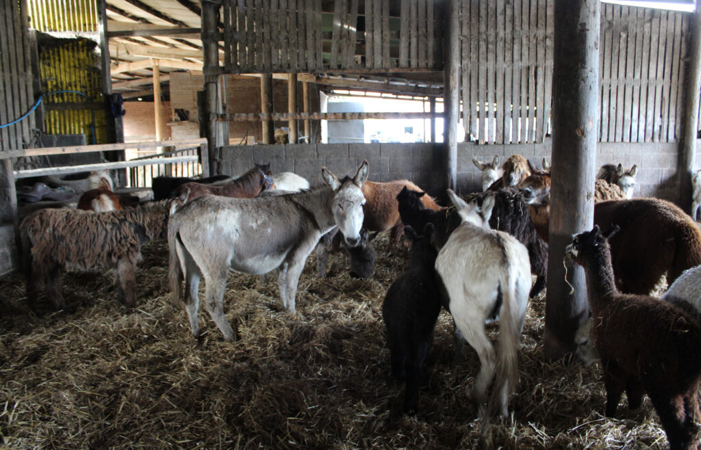 a group of neglected donkeys stood in an overcrowded barn