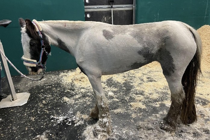 Black and white cob with a completely clipped coat, stood in a stable.