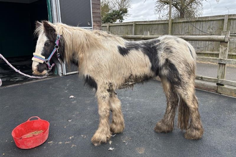 Black and white cob in a poor condition, with matted fur and a tucked stomach