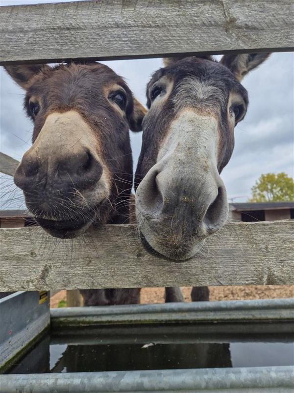 Two donkeys sticking their noses through a fence panel