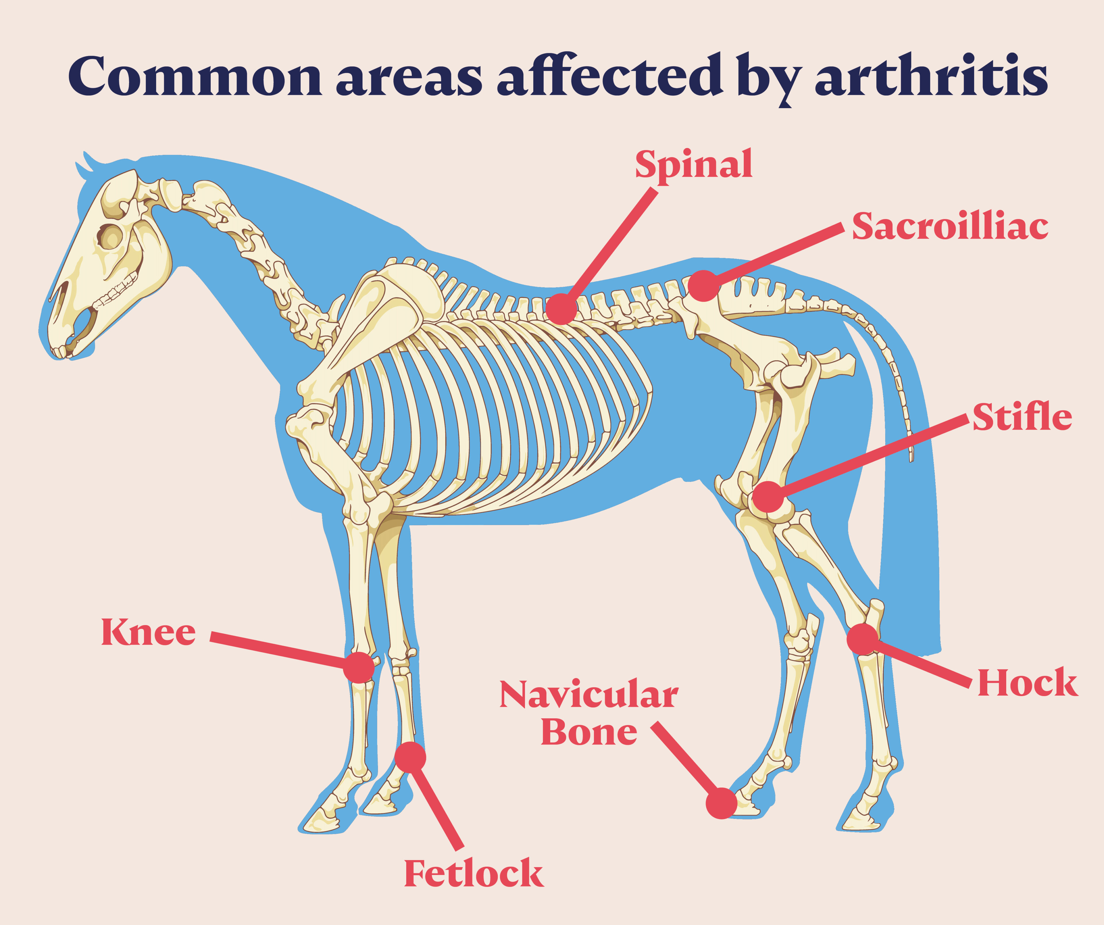 common areas affected by arthritis: spinal, sacroilliac, stifle, hock, navicular bone, fetlock and knee