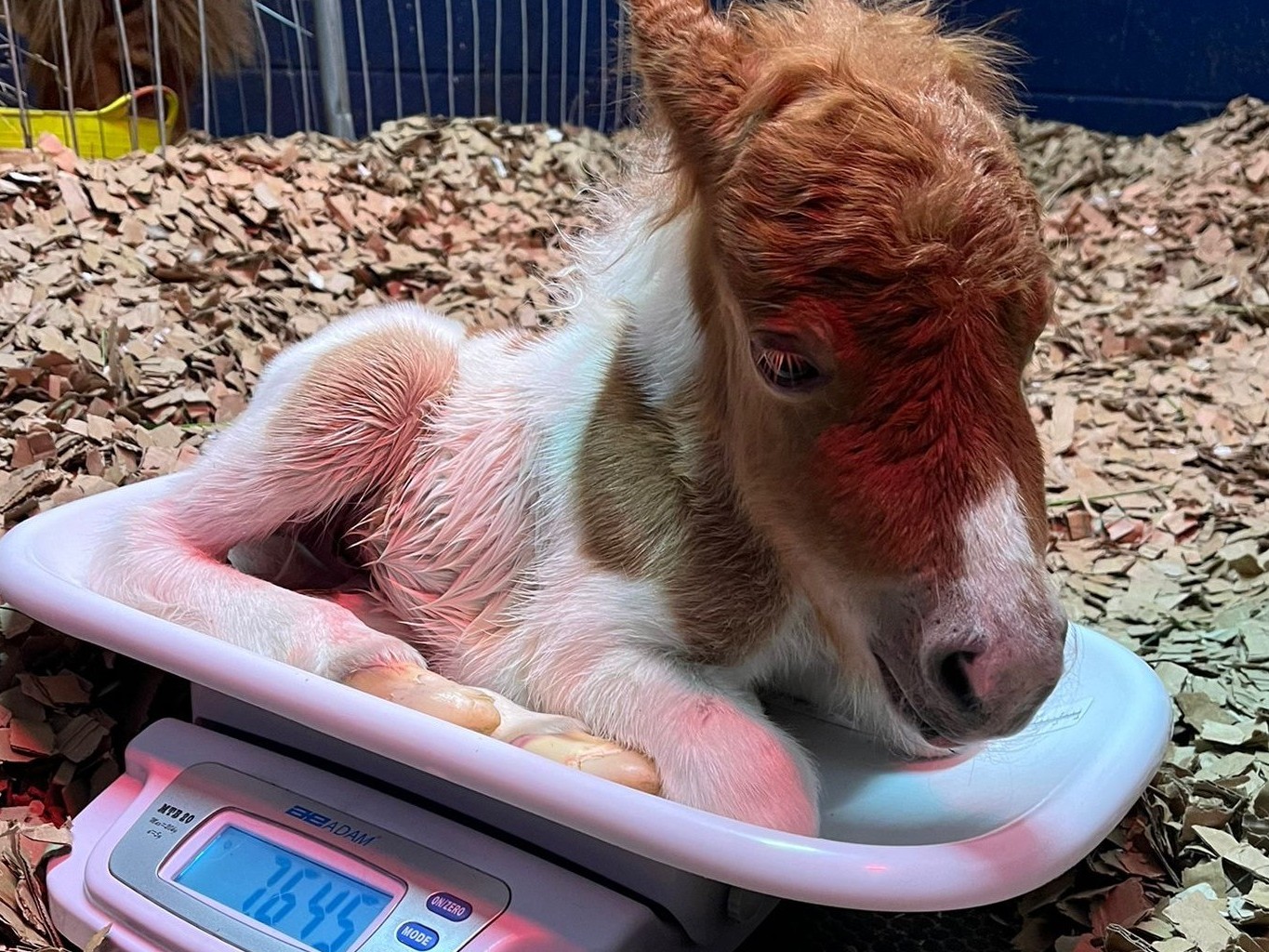 a newborn shetland pony foal lying on a weighing scales with the weight 7.645kg showing