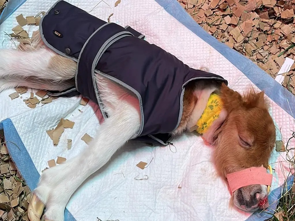 a newborn Shetland pony lying on a puppy pad wearing a tiny coat