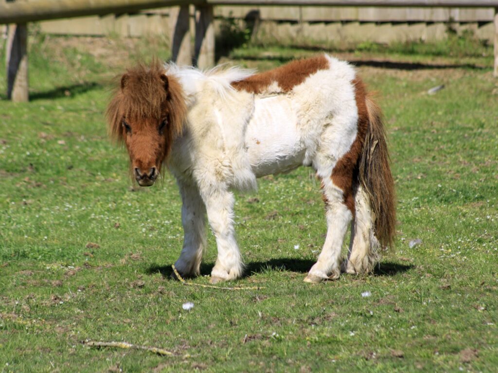 a skewbald shetland pony foal stood in a field with a clipped coat