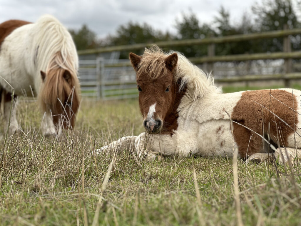 a mare grazing with her foal lying down next to her looking at the camera