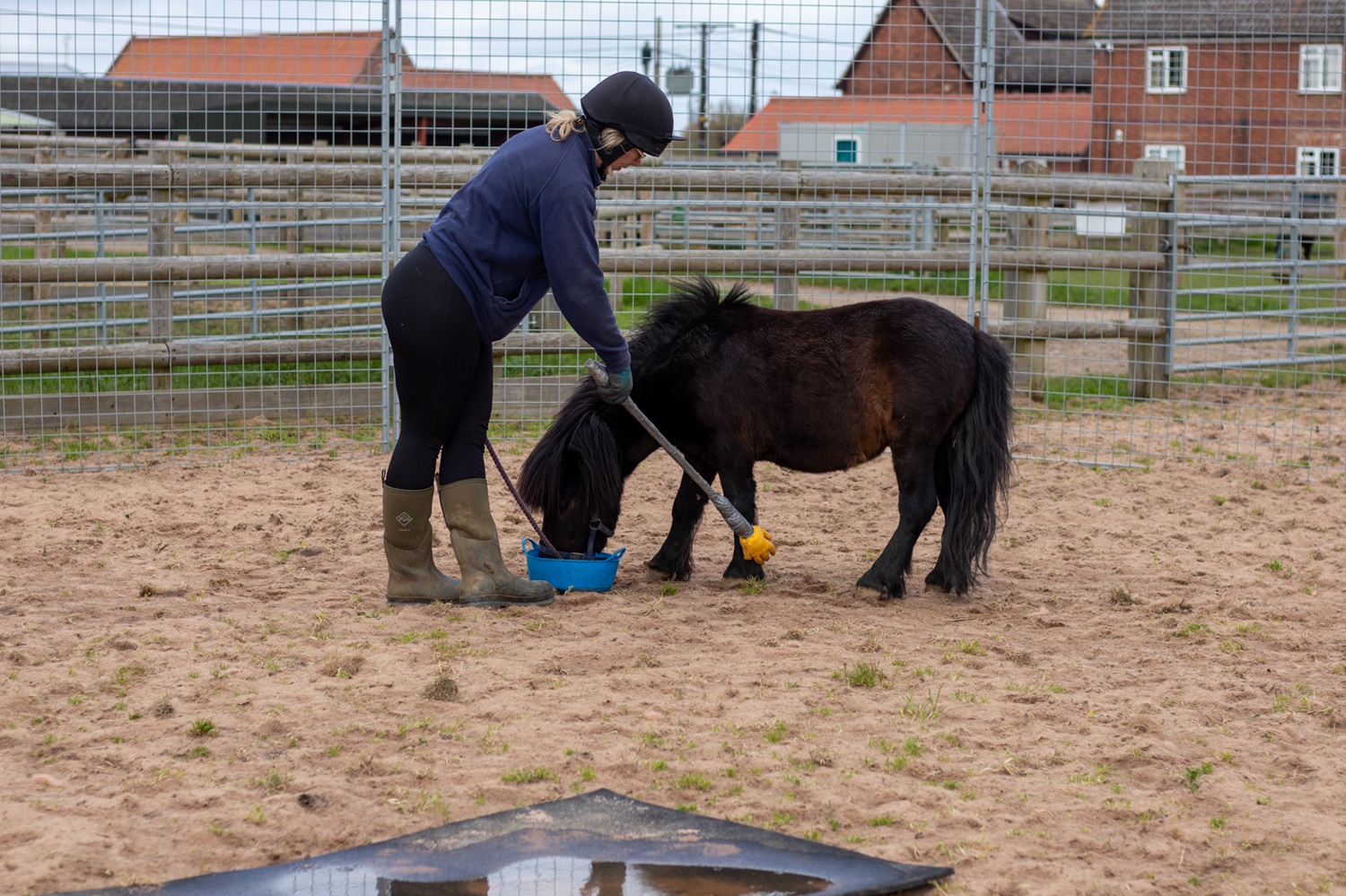 A member of staff practising handling training with a black shetland pony