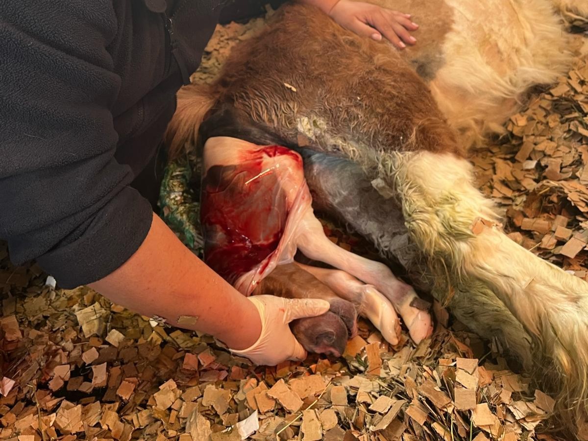 A shetland mare giving birth to a foal via a red bag delivery