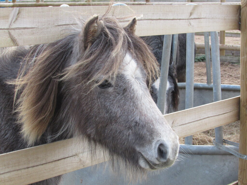 a grey welsh pony sticking her head through the fence