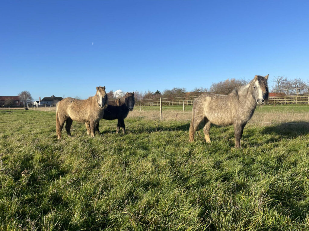 three grey welsh ponies stood in a field looking at the camera