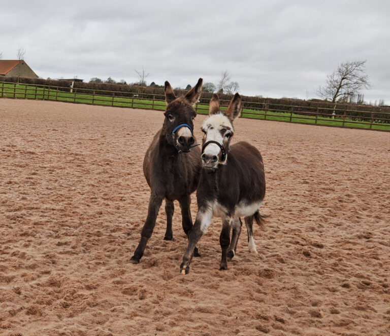 two donkeys running around a sand pad
