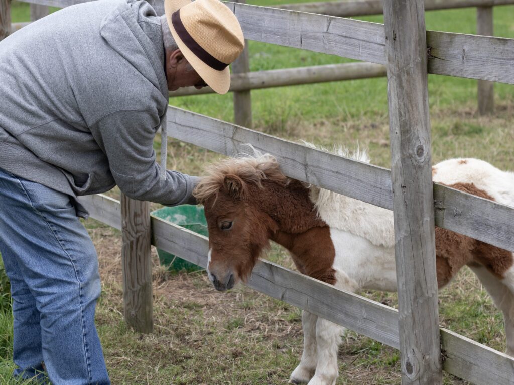 a visitor stroking the head of a skewbald shetland pony
