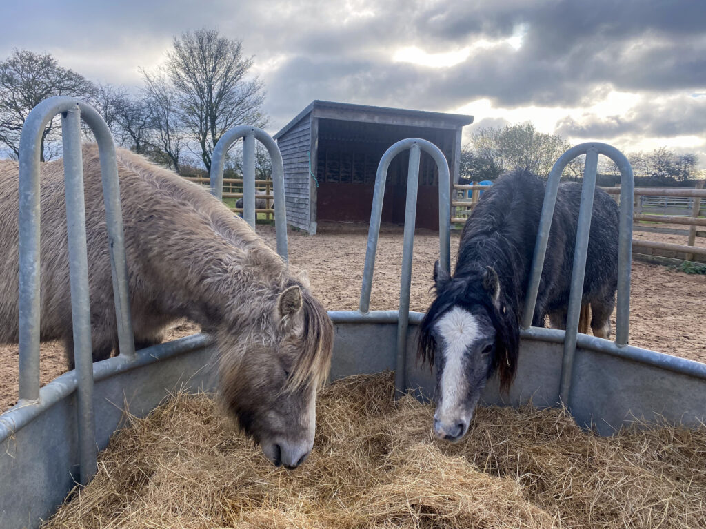 two welsh ponies eating hay out of a round feeder