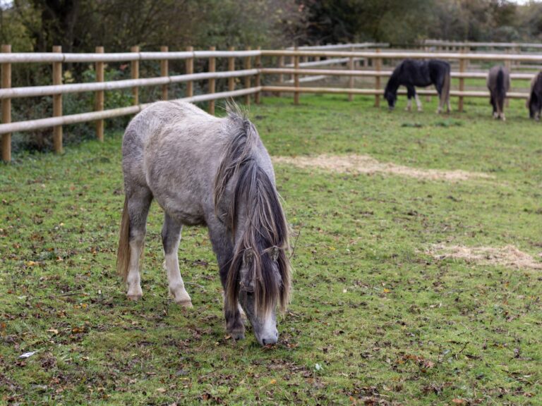 a grey welsh pony grazing in a field, with several other welsh ponies stood grazing in the background