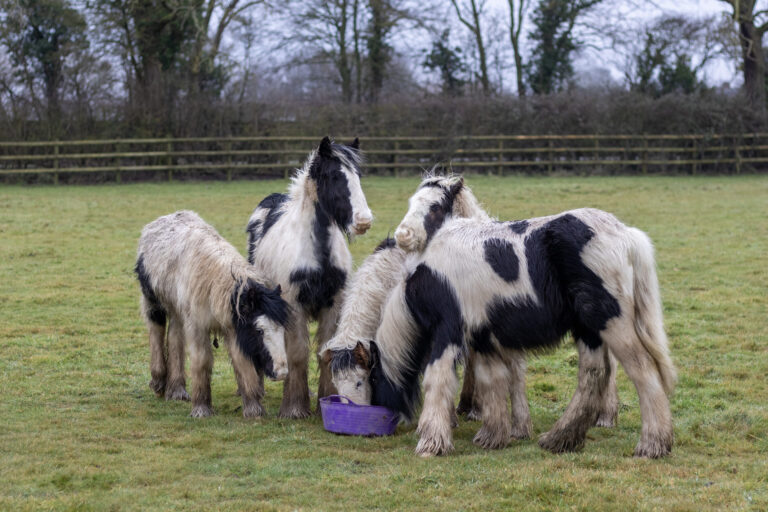 five young cobs stood together in a field, with one eating from a feed bucket