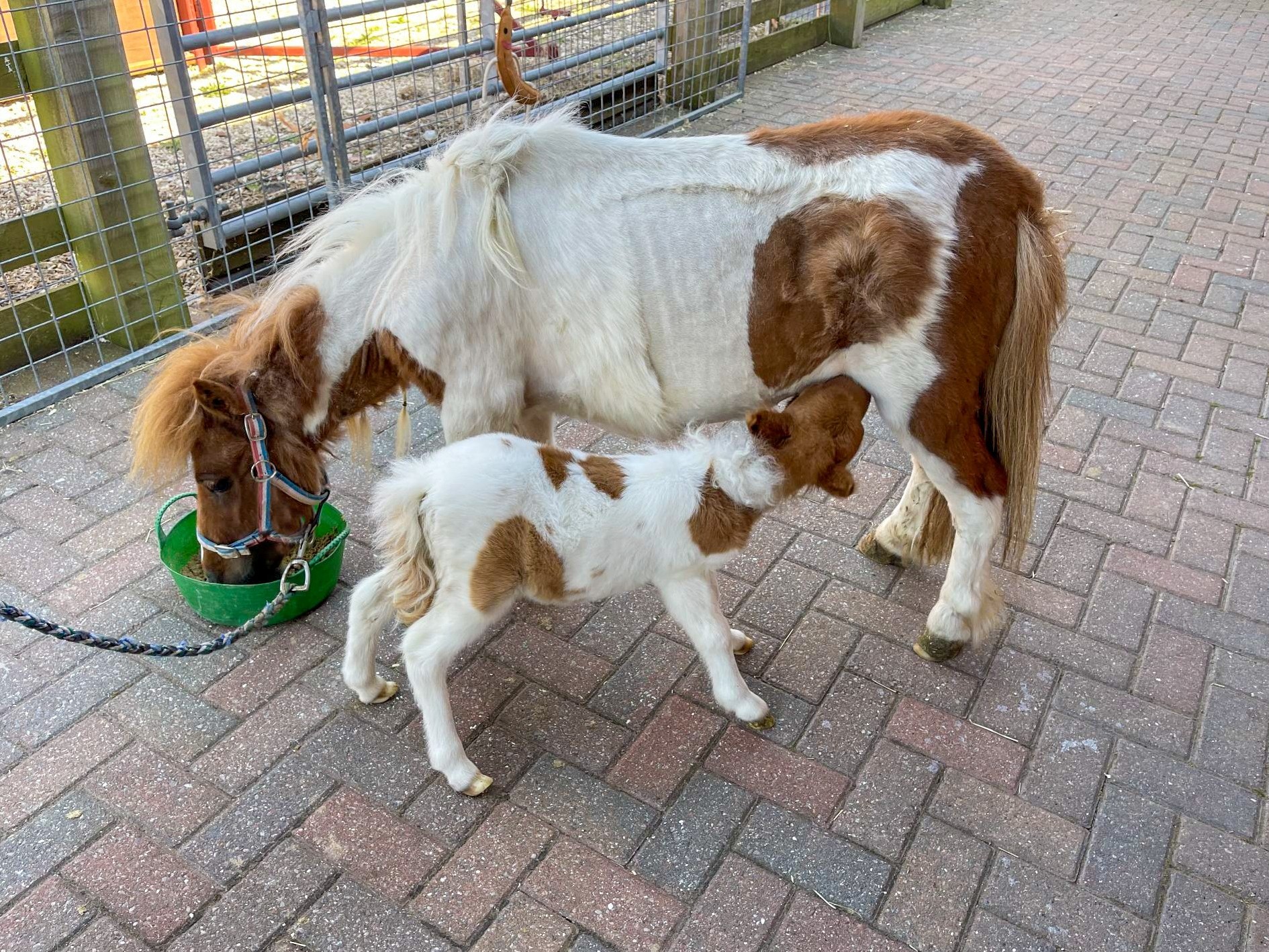 a young Shetland pony foal suckling on her mum