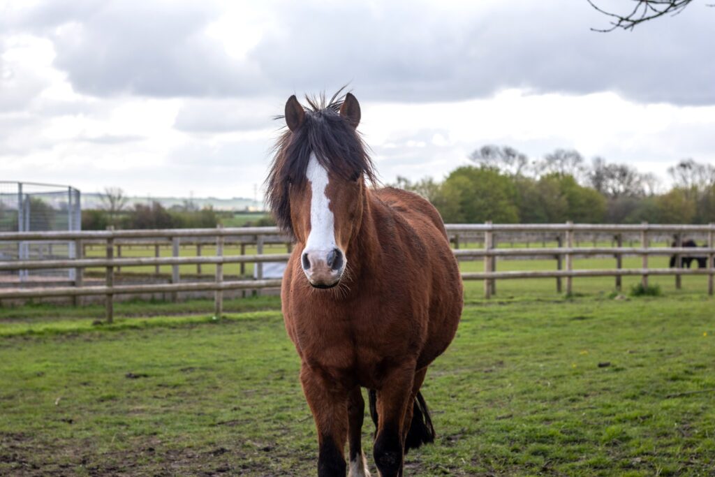 A bay pony stood in a field looking at the camera