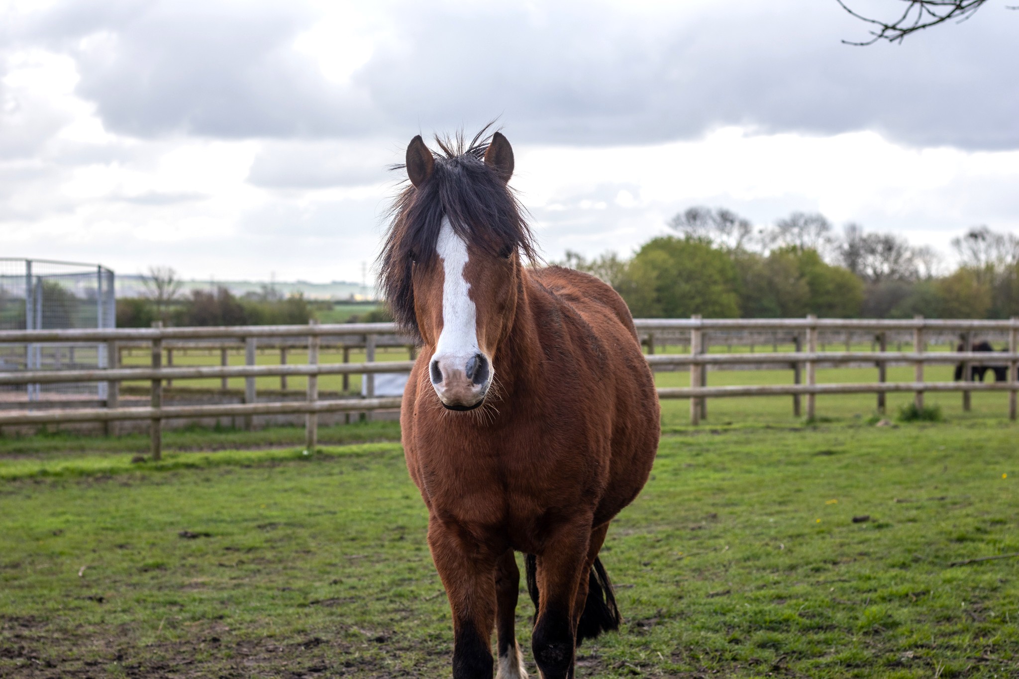 A bay pony stood in a field looking at the camera