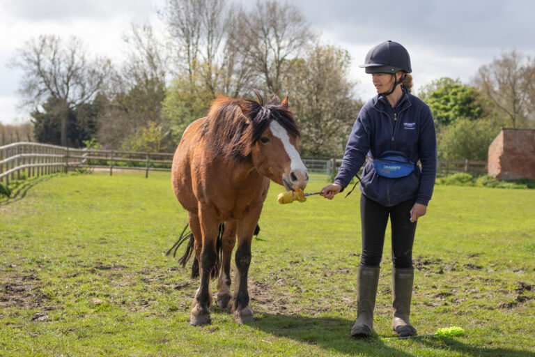 Handler stood next to a bay pony practising target training