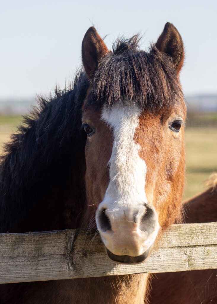 a bay pony with a white striped nose with his head over the fence