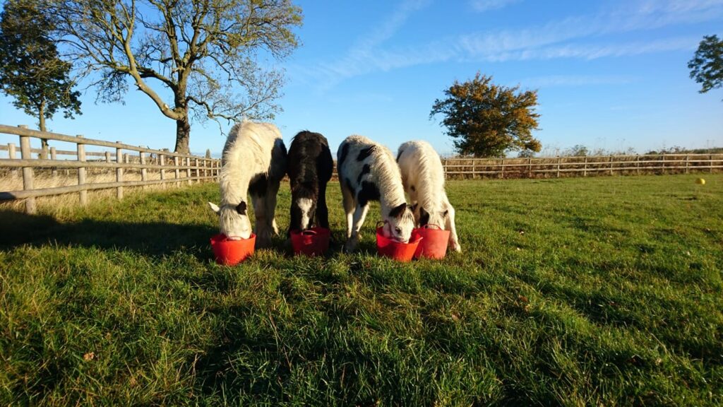 four young cobs stood in a field all eating out of red feed buckets