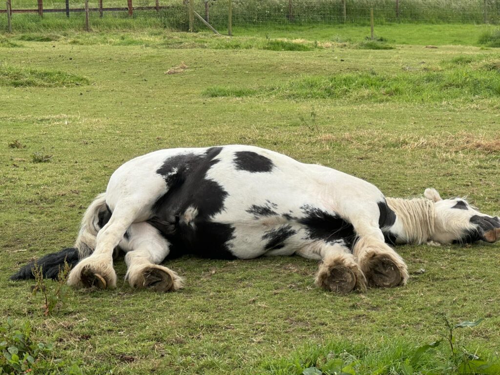 a piebald cob lying down on its side in a field, having a snooze