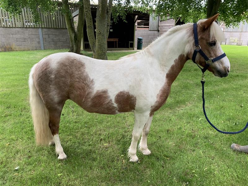Thai 2 Image of a skewbald mare wearing a navy blue headcollar