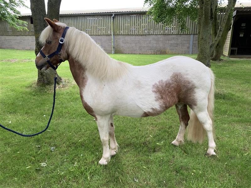 Image of a skewbald mare wearing a navy blue headcollar
