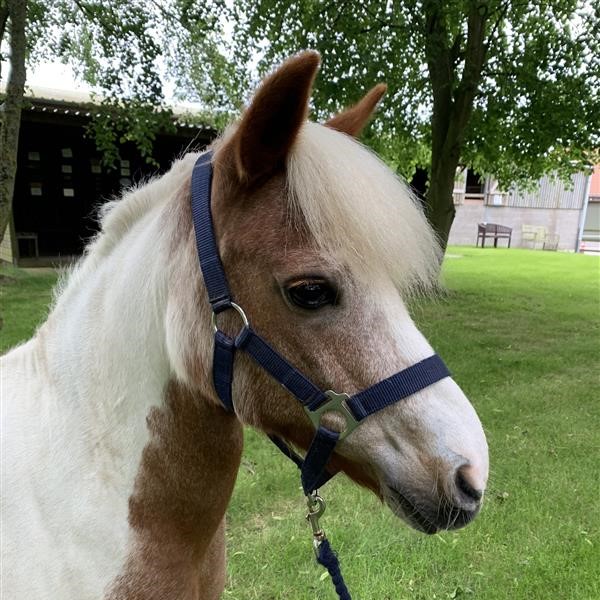 Thai headshot headshot of skewbald mare wearing a navy blue headcollar