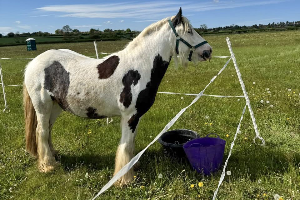 a black and white cob stood in a field with electric fencing