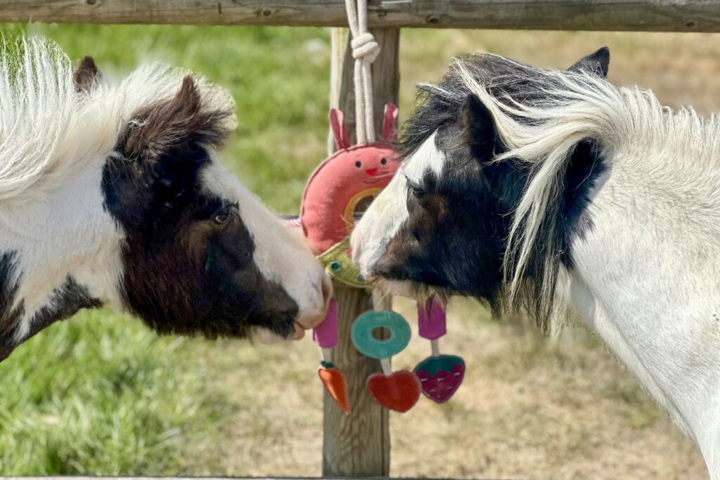 two black and white cobs playing with a toy tied to a fence