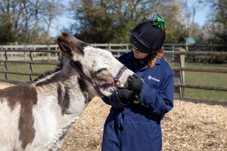 member of staff cuddling the nose of a skewbald donkey