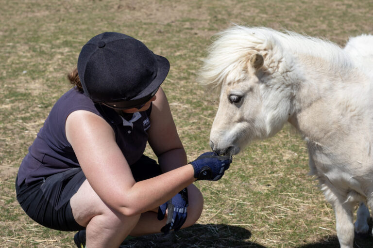 member of staff crouched down in front of a palomino shetland pony
