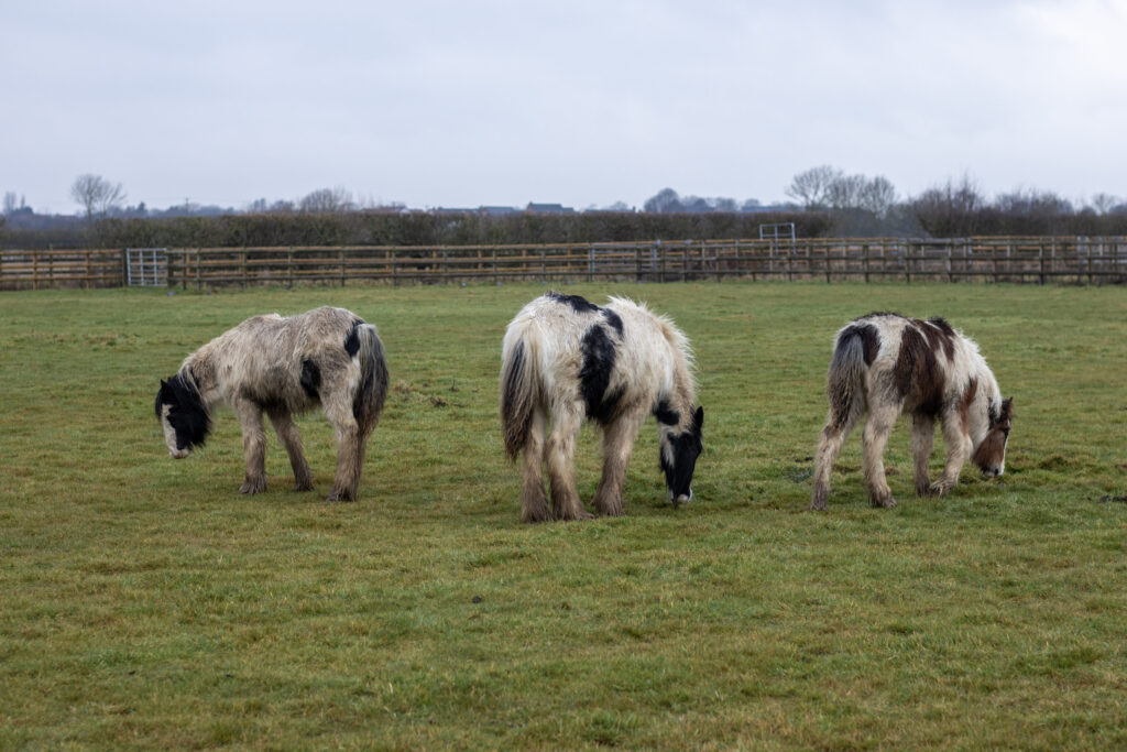 three black and white cobs stood grazing in a field, all look in poor condition