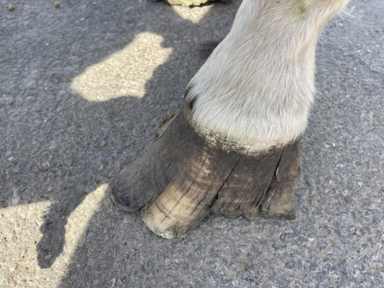 Close up of an overgrown and cracked hoof