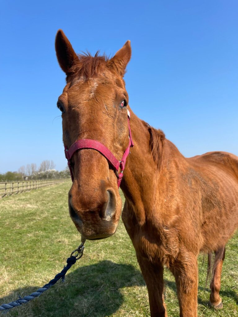 emaciated chestnut thoroughbred stood in a field wearing a pink headcollar