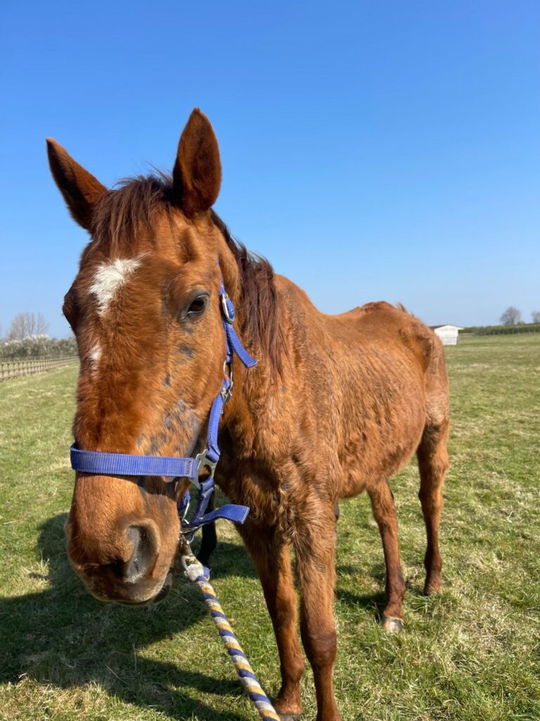 Emaciated chestnut horse stood in a field wearing a blue headcollar