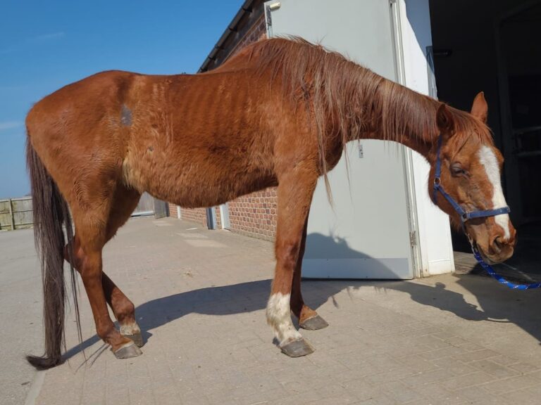 Emaciated chestnut horse with his head hanging low