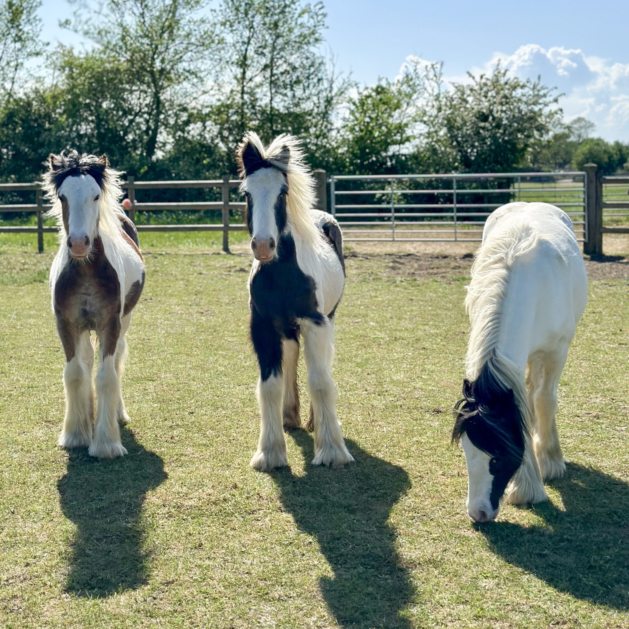 three young piebald cobs in a field, two looking at the camera and one grazing