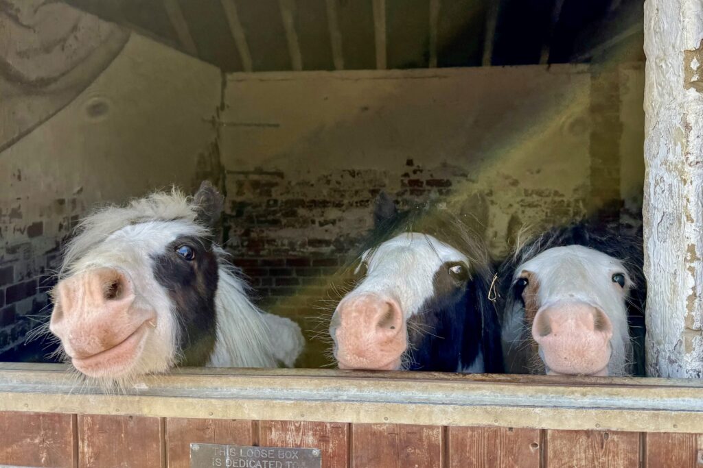 three black and white cobs sticking their heads over a stable door