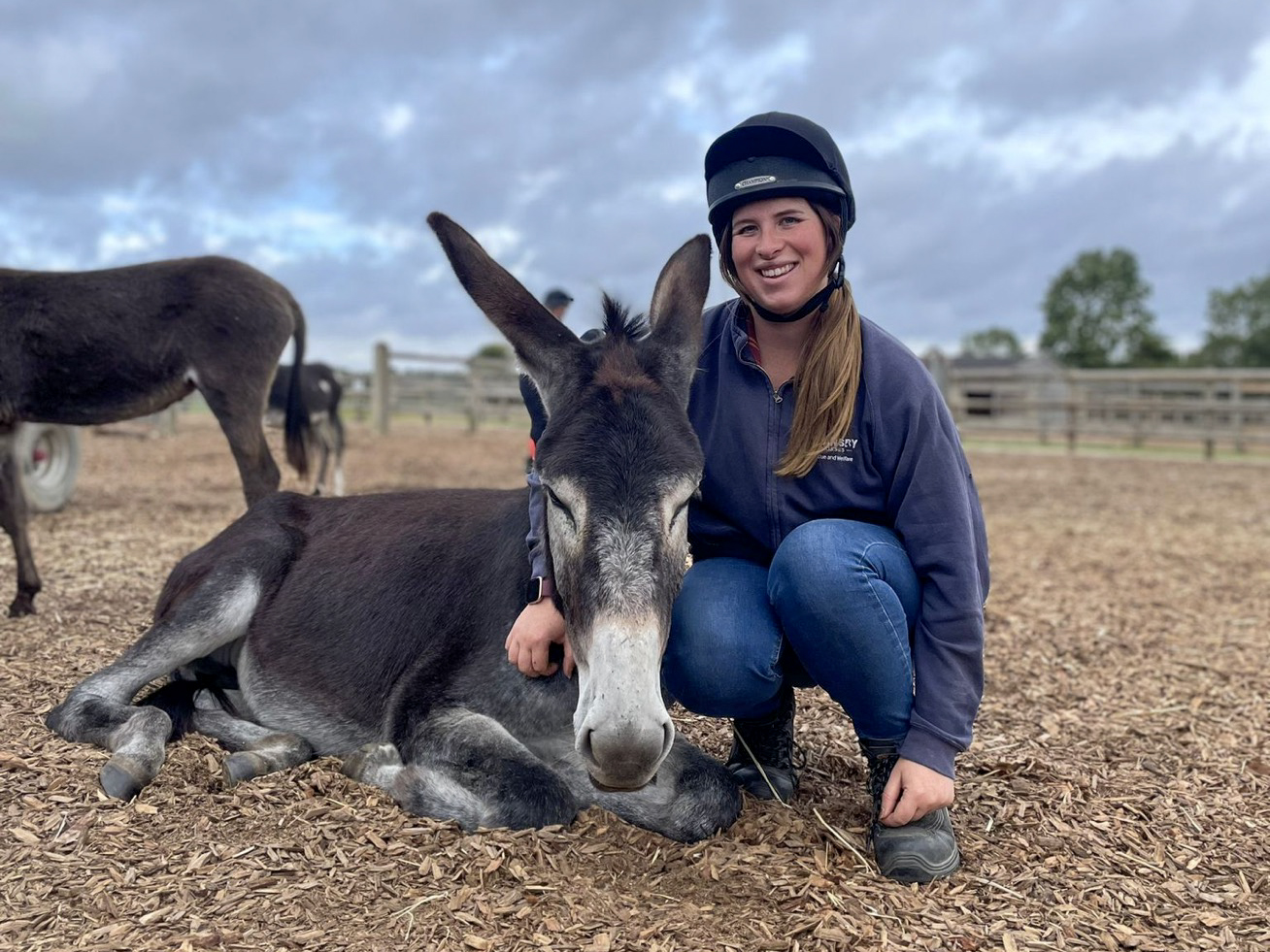 A yard team member crouched down next to a lying down donkey