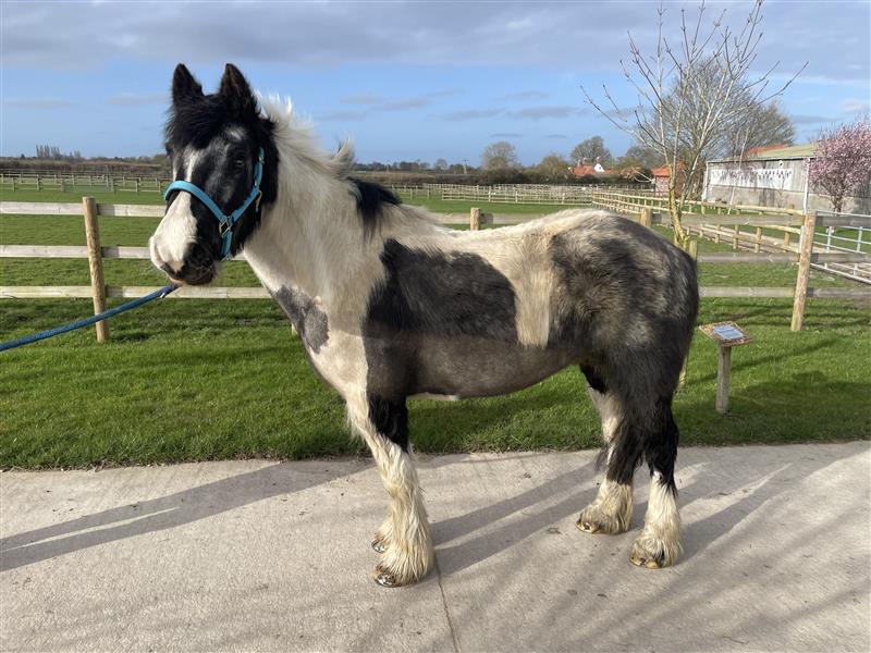 Black and white cob stood side on wearing a blue headcollar