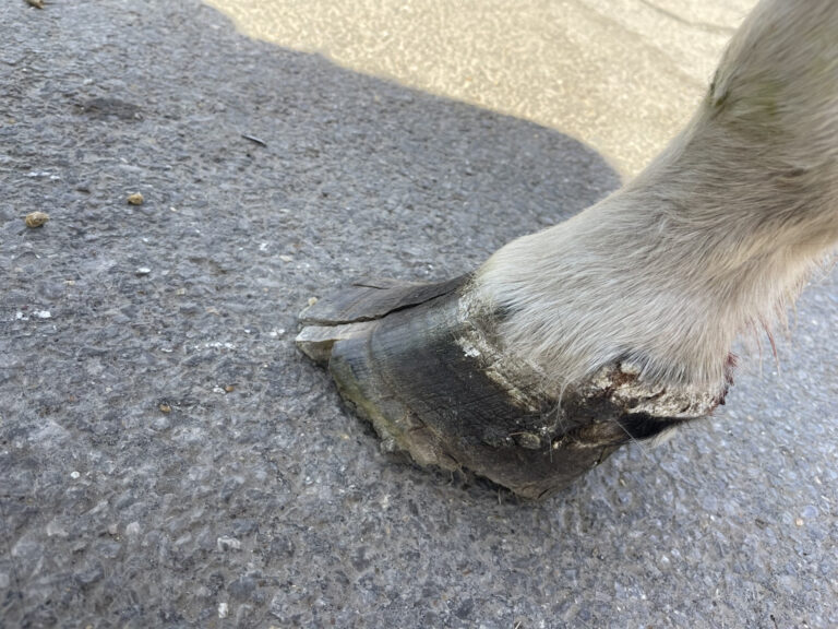 Close up of an overgrown and cracked hoof