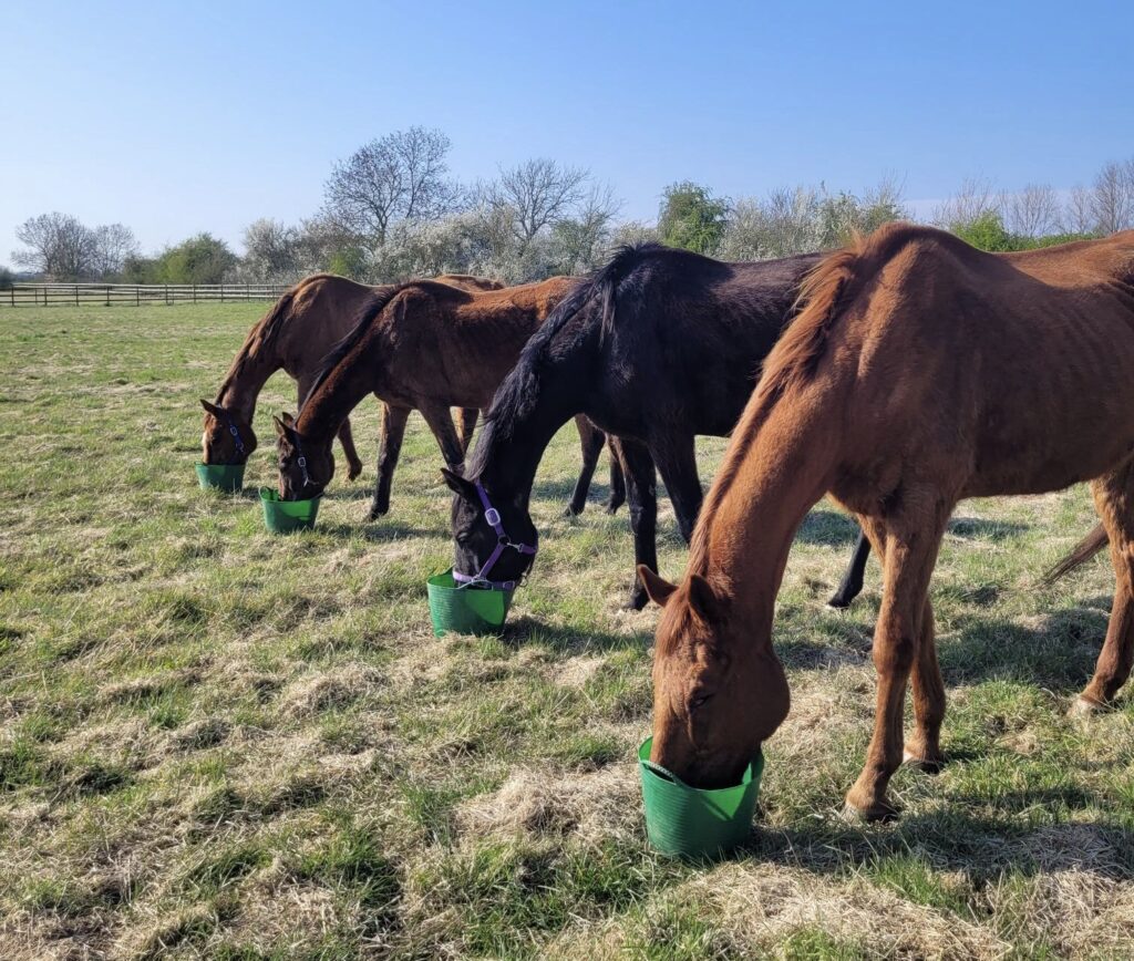 Four equines stood next to each other in a field, all eating from green feed buckets