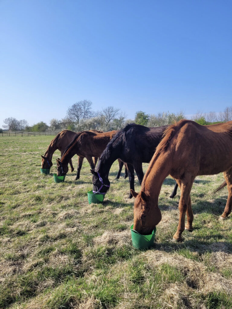 Four equines stood next to each other in a field, all eating from green feed buckets