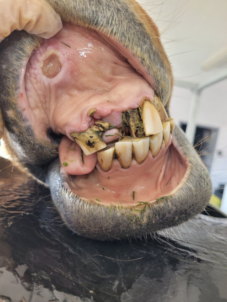 Image showing broken teeth in an equine's mouth