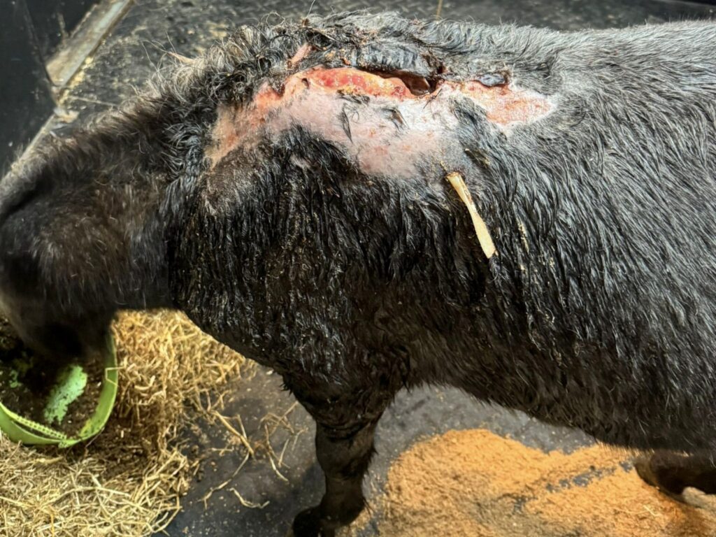 open wound on a grey pony's withers